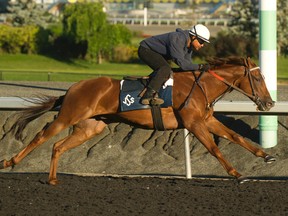 Ricoh Woodbine Mile contender Ancil breezes through a tune-up on Tuesday with exercise rider Rawle Mitchell. (MICAHEL BURNS PHOTO)