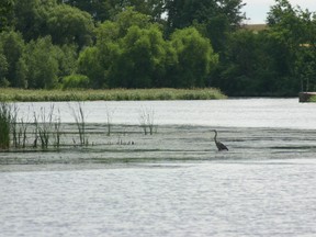 wetland