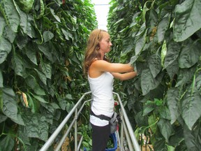 Candace Walker prunes pepper plants Wednesday at the Enniskillen Pepper Company. Greenhouse operations are one of the sectors the Sarnia-Lambton Economic Partnership will be targeting with a new project to attract food industries to the community. PAUL MORDEN/THE OBSERVER/QMI AGENC