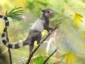 An illustrated reconstruction shows the new mammal species, Xianshou songae, in this American Museum of Natural History image released on September 10, 2014. (REUTERS/Zhao Chuang/American Museum of Natural History/Handout)