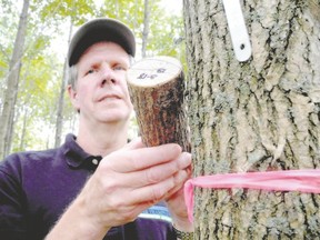 As many as 130 female parasitic wasps, non-stinging and barely visible to the naked eye, will emerge from each of 15 emerald ash borer larvae in this block of wood. John Enright, forester? with the Upper Thames River Conservation Authority, is local lead of a project to test how well the wasps can halt the devastation of the ash-killing borers. Debora Van Brenk/The London Free Press