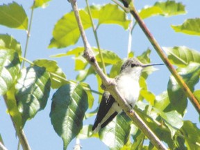 Ruby-throated hummingbird - Paul Nicholson, Special to Postmedia Network