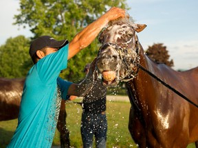 Ricoh Woodbine Mile contender Grand Arch gets a soap bathdown at Woodbine Racetrack. Grand Arch will attempt to capture the $1-million race on Sunday. (Michael Burns/photo)