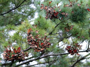 Monarch butterflies swarm into the limbs of a pine tree where they cling to the needles for an overnight rest at the Widzinski property east of Brockville on Tuesday evening. (DARCY CHEEK/The Recorder and Times)