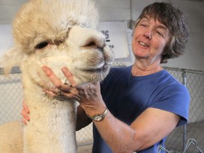 Nancy Carr pets one of the two alpacas she brought to the Kingston Fall Fair this week. The fair has picked the alpaca as its theme animal for this year. THURS., SEPT. 11, 2014 KINGSTON, ONT. MICHAEL LEA\THE WHIG STANDARD\QMI AGENCY