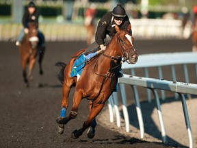 Ricoh Woodbine Mile contender Grand Arch, a Canadian horse, gets in a workout at Woodbine Racetrack. (Michael Burns/photo)