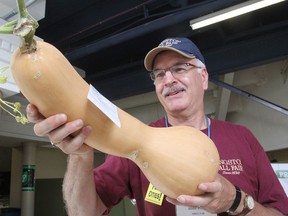 Dennis Williams, director of the flowers, fruits and vegetables competition at the Kingston Fall Fair, holds a large butternut squash entered in the junior contest. THURS., SEPT. 11, 2014 KINGSTON, ONT. MICHAEL LEA\THE WHIG STANDARD\QMI AGENCY