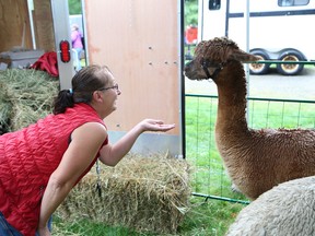 JOHN LAPPA/THE SUDBURY STAR/QMI AGENCY
Lina Godard, of Dare 2 Dream Alpaca Farm, greets here alpaca, Johnny B Goode, at the Anderson Farm Museum Heritage Society annual fall fair at the Anderson Farm Museum in Lively, ON. on Saturday, Sept. 13, 2014. The event featured 124 vendors and booths.