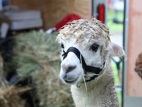 JOHN LAPPA/THE SUDBURY STAR/QMI AGENCY
Stoccato the alpaca, of Dare 2 Dream Alpaca Farm, watches the festivities at the Anderson Farm Museum Heritage Society annual fall fair at the Anderson Farm Museum in Lively, ON. on Saturday, Sept. 13, 2014. The event featured 124 vendors and booths.