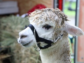 Stoccato the alpaca, of Dare 2 Dream Alpaca Farm, watches the festivities at the Anderson Farm Museum Heritage Society annual fall fair at the Anderson Farm Museum in Lively, ON. on Saturday, Sept. 13, 2014. The event featured 124 vendors and booths. JOHN LAPPA/THE SUDBURY STAR/QMI AGENCY