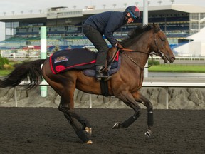 Contender Trade Storm trains for today’s $1-million Woodbine Mile under exercise rider Ian Russell. (Michael Burns/Photo)