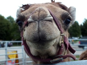A curious camel gets up close and personal with the camera at the Plympton-Wyoming Fair this past weekend. BRENT BOLES/ QMI Agency