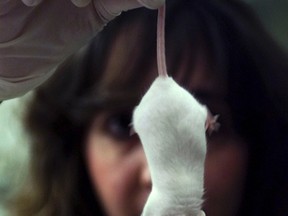 A scientist holds a genetically modified mouse. (REUTERS/Alessia Pierdomenico)