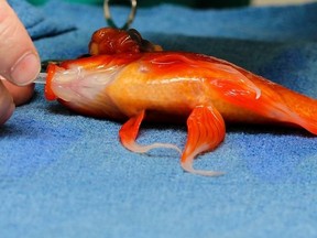 An Australian veterinarian performed life-saving surgery on a 10-year-old goldfish named George to remove a tumour from its head. (Lort Smith Facebook Photo)