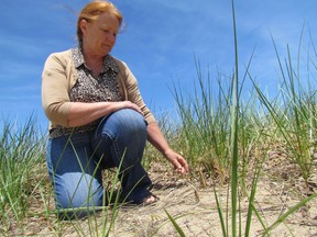 Kim Gledhilll is shown in this file photo kneeling in dune grass planted on the beach at Canatara Park in Sarnia. Similar dune restoration projects are planned at five other public beaches in the city. In preparation, volunteers are being sought for beach cleanups happening Sept. 27 at three of the city beaches. (File photo)