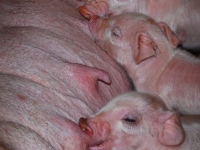 piglets