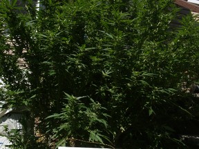 One of the 29 marijuana plants in Dave Williams' west-end back yard. He plans to conform to a police order to harvest, move or destroy the plants by midnight Wednesday, Sept. 17, 2014 following a complaint from his neighbours about the smell.
DOUG HEMPSTEAD/Ottawa Sun/QMI AGENCY