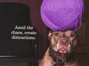 Scout, a pit bull rescued in the St. Thomas area and now living in Toronto, offers his wisdom in a book, Lessons in Balance: A Dog?s Reflections on Life. The middle photo advises, ?Amid the chaos, create distractions.?