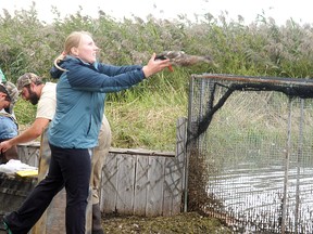 Lena Vanden Elsen, a researcher with the Long Point Waterfowl, releases a duck back into the wild, on  Sept. 12 on Lake St. Clair just south of Mitchell's Bay. The organization was conducting research on ducks last week, which included fitting 20 mallards with GPS tracking devices to learn more about local habitats.