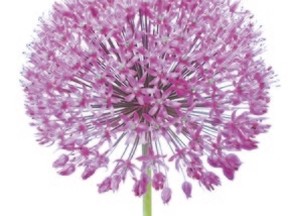 Beautiful blooming allium