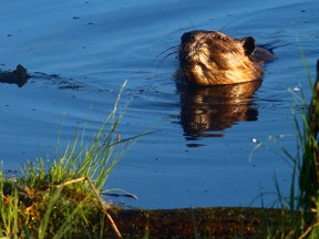 A beaver swims in a body of water. MAX MAUDIE/EDMONTON SUN