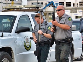 Two Fish and Wildlife officers arrive at South Health Campus where a cougar took up resident just outside the building on Thursday, Sept. 18, 2014. (Al Charest/Calgary Sun/QMI Agency)