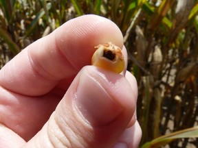 The point when maturing corn forms a black layer at the base of kernels, indicates they are mature and won't be harmed by freezing temperatures.