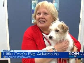 Jack Russell terrier named Gidget was found in Portland, Oregon, after going missing five months ago in Philadelphia. (KOIN6 screengrab)