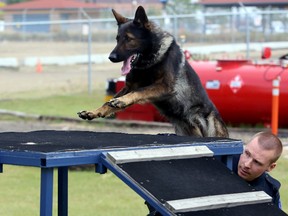 Edmonton Police Service Canine Unit member Const. Scott Mitchler and his dog Jack run through the obstacle course at the Vallevand Dog Kennels, 12211-124 Ave., in Edmonton, AB on September 18, 2014. Mitchler is one of three canine unit members who placed in the top five at the annual Canadian Police Canine Association dog trials in Kelowna, B.C. last week.  TREVOR ROBB/Edmonton Sun