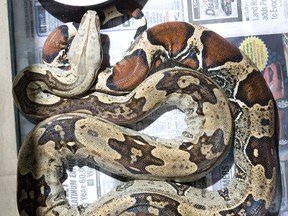 FILE: A red tailed boa constrictor. Photo shot on Wednesday, August 15, 2012.  DEREK RUTTAN/QMI Agency