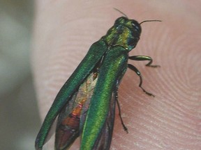 Dealing with the emerald ash borer is expected to cost Frontenac County millions of dollars.