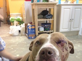Angus, a 3-4-year-old pit bull was rescued and brought from Maskwacis to Devon. Officials believe he may have been hit by a car, leading to a ruptured eye and other serious injuries. PHOTO SUPPLIED