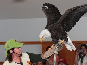 Shauna Cowan from the Canadian Raptor Conservancy shows the crowd a bald eagle during the birds of prey show as part of the Cataraqui Regional Conservation Authority's 50th birthday celebration at the Little Cataraqui Creek Conservation Area on Sunday. (Julia McKay/The Whig-Standard)