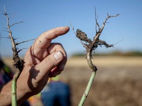 Dr. Victor Manolii, a research associate at the University of Alberta, points to a gall, a tumour-like growth, created by club root, in a field in Woodlands County near Fort Assiniboine during the start of a survey of fields in the county on Monday, Sept. 22.