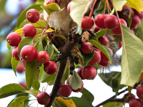 A chipmunk has a afternoon snack in Gatineau on Monday Sept 22,  2014. The critter will have plenty more outdoor picnics this fall as the weather in the capital region in the next two months is expected to be better than usual.
Tony Caldwell/Ottawa Sun/QMI Agency