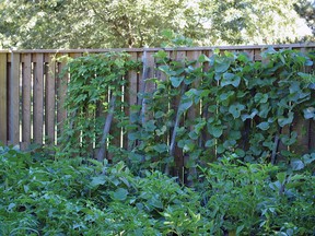 CONTRIBUTED PHOTO/TILLSONBURG NEWS
Ken Brown's melons grow up two-by-twos against a fence.