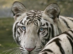 In this photograph taken on July 28, 2007, a white tiger stands in a pool at an enclosure at The Zoological Park in New Delhi. A white tiger on September 23, 2014 attacked and killed a school boy who appeared to have jumped over a barricade into the enclosure at the New Delhi zoo, the curator said. AFP PHOTO/MANAN VATSYAYANA/FILES