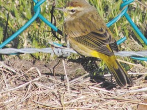 Palm warblers have been seen flying through Rondeau Provincial Park this week. The visitor centre will be open Thursday to Sunday 10 a.m. to 4 p.m. through October. (photo by Paul Nicholson/Special to QMI Agency)