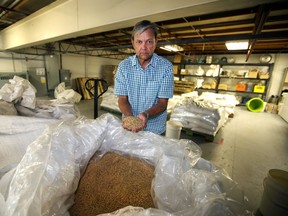 Alley Kat Brewing's Neil Herst checks his supply of barley in his plant  in Edmonton, Alberta on September 23 2014. A bad barley harvest will affect his business. Perry Mah/Edmonton Sun