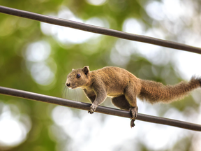 squirrel on power lines