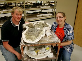 A newly discovered armoured dinosaur from New Mexico has close ties to the dinosaurs of Alberta, say University of Alberta paleontologists involved in the research. Michael Burns (left) and Victoria Arbour at the New Mexico Museum of Natural History & Science, with the skull of Ziapelta sanjuanensis. Photo Supplied/U of A Museums