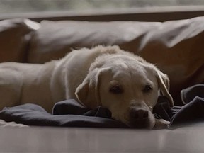 A screengrab of the Budweiser ad Friends Are Waiting. (Budweiser/YouTube)