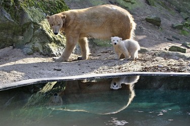 A polar bear cub walks next to its mother "Cora" in their enclosure at the zoo in Brno, Czech Republic, during its first presentation to the public on March 16, 2013. Polar bear "Cora" gave birth to twins four months ago at the zoo. The presentation of the bear twins attracted many visitors to the zoo, hoping to catch a glimpse of the cubs.    AFP PHOTO / RADEK MICA
