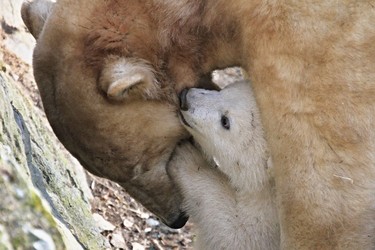 A polar bear cub plays with its mother "Cora" in their enclosure at the zoo in Brno, Czech Republic, during its first presentation to the public on March 16, 2013. Polar bear "Cora" gave birth to twins four months ago at the zoo. The presentation of the bear twins attracted many visitors to the zoo, hoping to catch a glimpse of the cubs.    AFP PHOTO / RADEK MICA