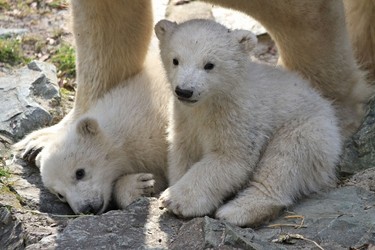 Two polar bear cubs sit next to their mother "Cora" in their enclosure at the zoo in Brno, Czech Republic, during their first presentation to the public on March 16, 2013. Polar bear "Cora" gave birth to twins four months ago at the zoo. The presentation of the bear twins attracted many visitors to the zoo, hoping to catch a glimpse of the cubs. AFP PHOTO / RADEK MICA