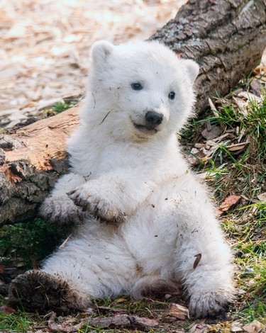 A polar bear cub plays in its enclosure at the Tierpark Hellabrunn zoo in Munich, southern Germany, on March 22, 2014. Polar bear twins were born on December 9, 2013 at the zoo.      AFP PHOTO / DPA / MARC MUELLER / GERMANY OUT