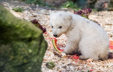 A polar bear cub eats a piece of water melon in its enclosure at the Tierpark Hellabrunn zoo in Munich, southern Germany, on March 22, 2014. Polar bear twins were born on December 9, 2013 at the zoo.      AFP PHOTO / DPA / MARC MUELLER / GERMANY OUT