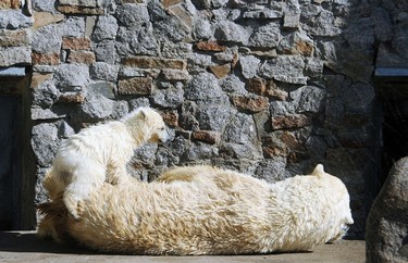 Polar bear Uslada lays next to its five-month-old cub in their enclosure at the St. Petersburg Zoo, on April 24, 2014, during the cub's first public appearance. AFP PHOTO / OLGA MALTSEVA