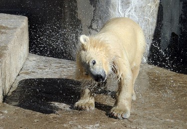 A five-month-old Polar bear cub shakes itself dry in an enclosure at the St. Petersburg Zoo, on April 24, 2014, during the cub's first public appearance. AFP PHOTO / OLGA MALTSEVA