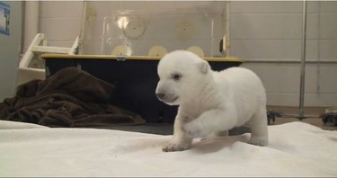 TORONTO - The Toronto Zoo has released video of its baby polar bear taking its first steps on Monday. The male cub, born Nov. 9, 2013, now weighs about 4.4 kilos, which is five times his original birth weight of 700 grams, the zoo said in a press release Wednesday.
PHOTO COURTOISIE/TORONTO ZOO/AGENCE QMI